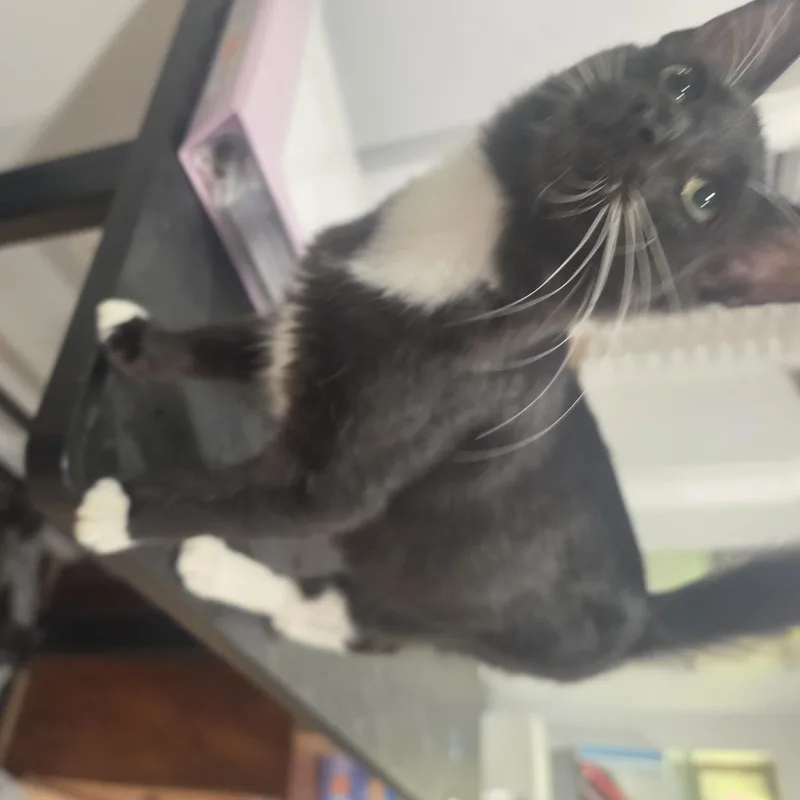 Micco thumbnail 4