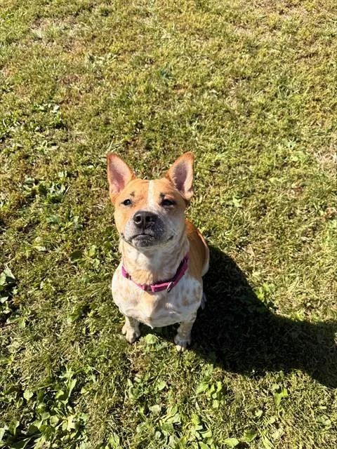 A young medium-sized female Australian Cattle Dog / Blue Heeler dog named Darby for adoption in Aliquippa, PA
