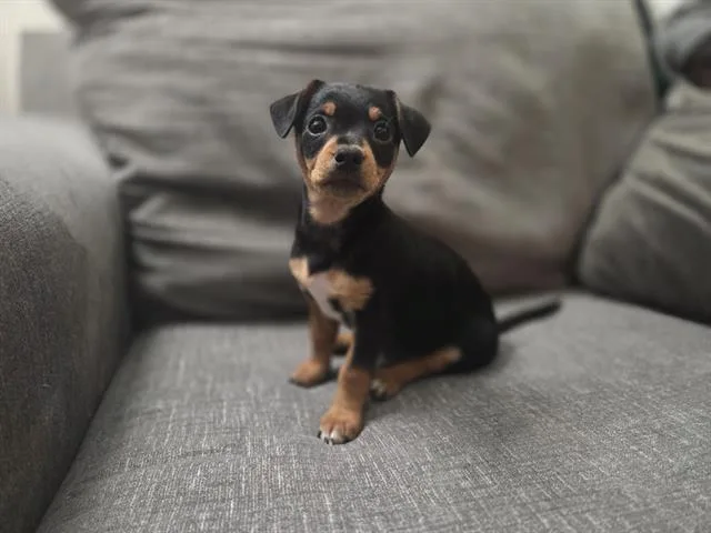 A baby small-sized male Miniature Pinscher dog named Liam for adoption in Antioch, CA