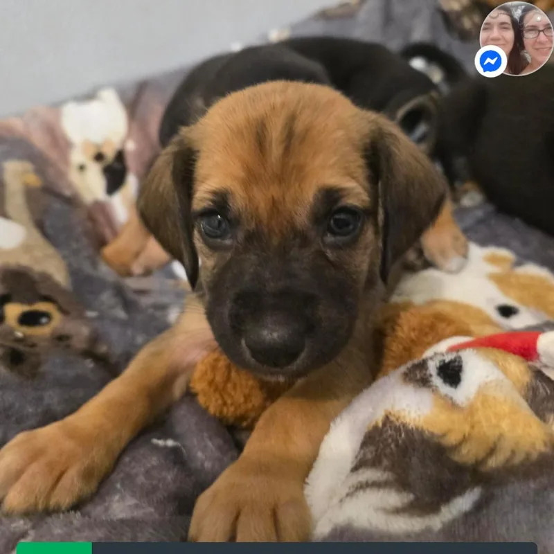 A baby medium-sized female Golden Hound dog named Bobbie Jo for adoption in Browns Mills, NJ