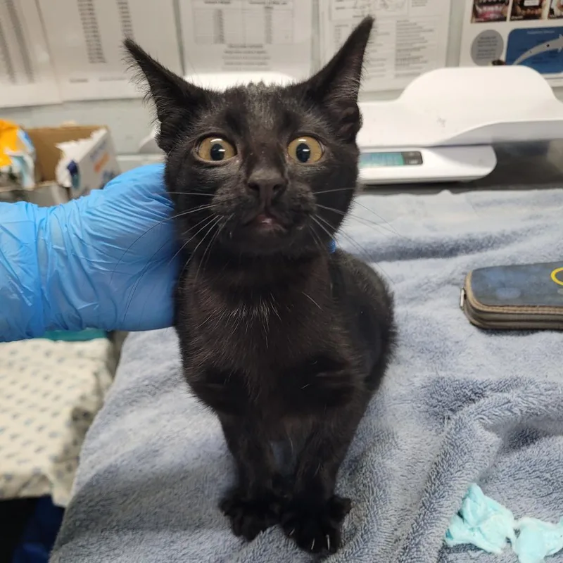 An adult medium-sized female Domestic Short Hair cat named Debbie for adoption in Summerville, SC