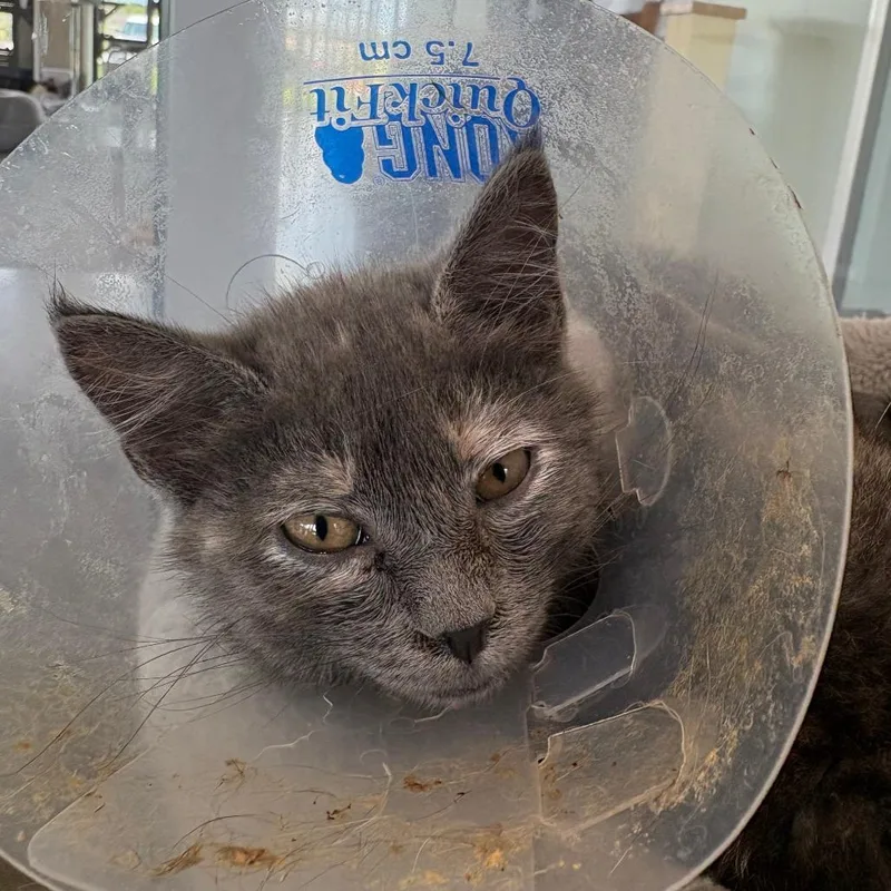 A baby small-sized female Tortoiseshell Domestic Short Hair cat named Wilma for adoption in Leander, TX