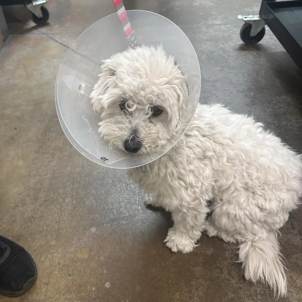 An adult small-sized male Miniature Poodle dog named Chip for adoption in Walnut Creek, CA