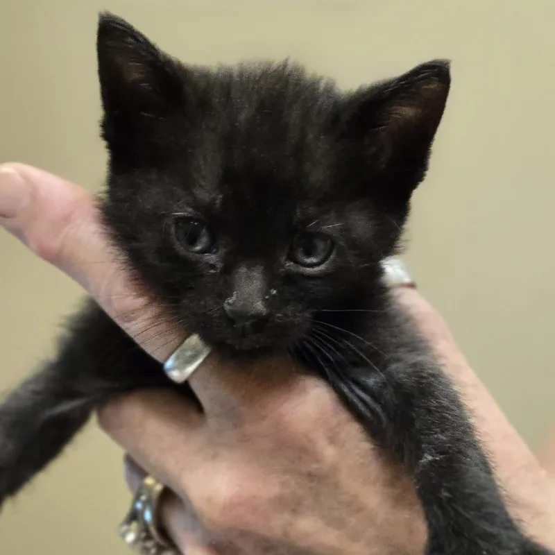 A baby small-sized female Black Domestic Short Hair cat named Jenny for adoption in Wickenburg, AZ