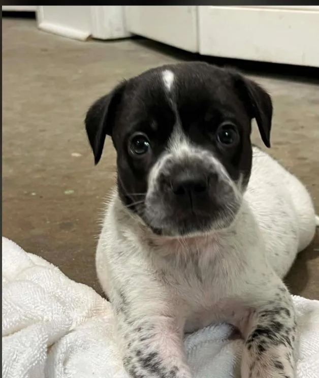 A baby medium-sized male Black Mixed Breed dog named Don Julio for adoption in Eutawville, SC
