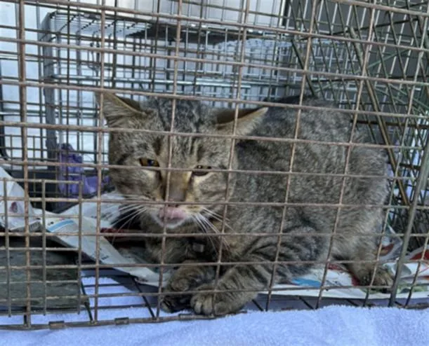 A young small-sized male Domestic Short Hair cat named Shrug for adoption in Derwood, MD