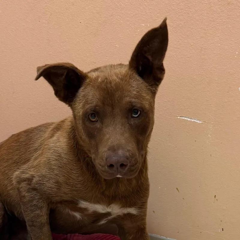 A young medium-sized male Brown / Chocolate Catahoula Leopard Dog dog named Duke for adoption in Jacksonville, AR
