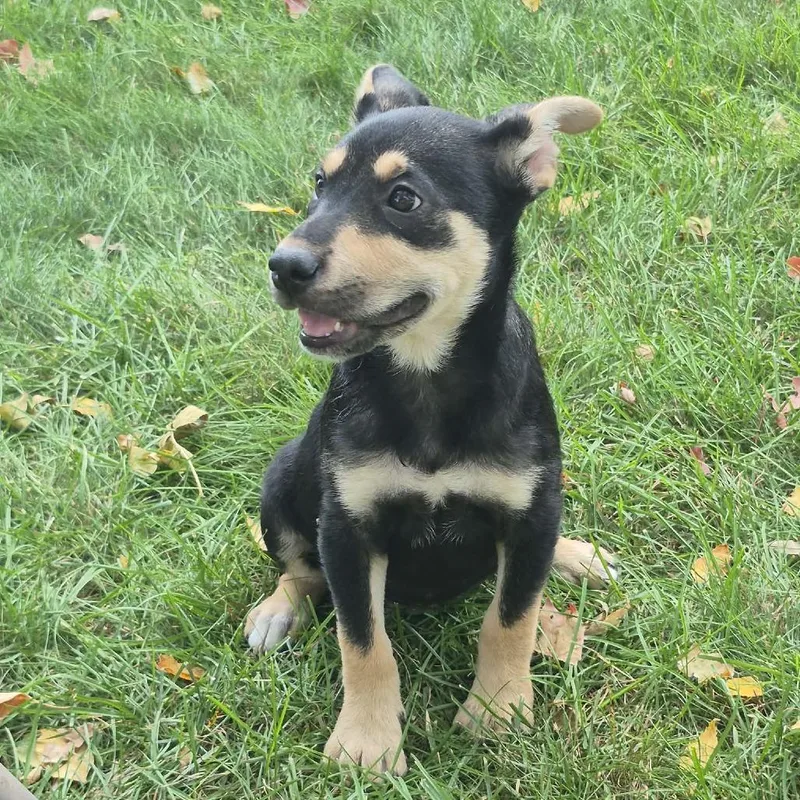 A baby small-sized female Shepherd dog named Katrina for adoption in Crystal, MN