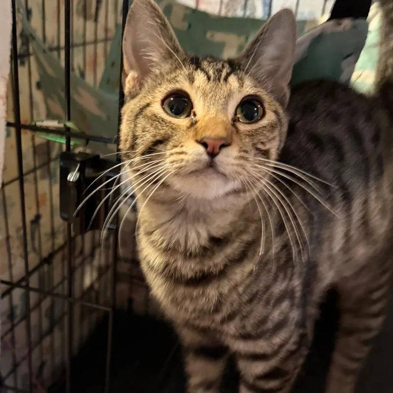 A young small-sized male Brown / Chocolate Domestic Short Hair cat named Frankenstein for adoption in Simi Valley, CA