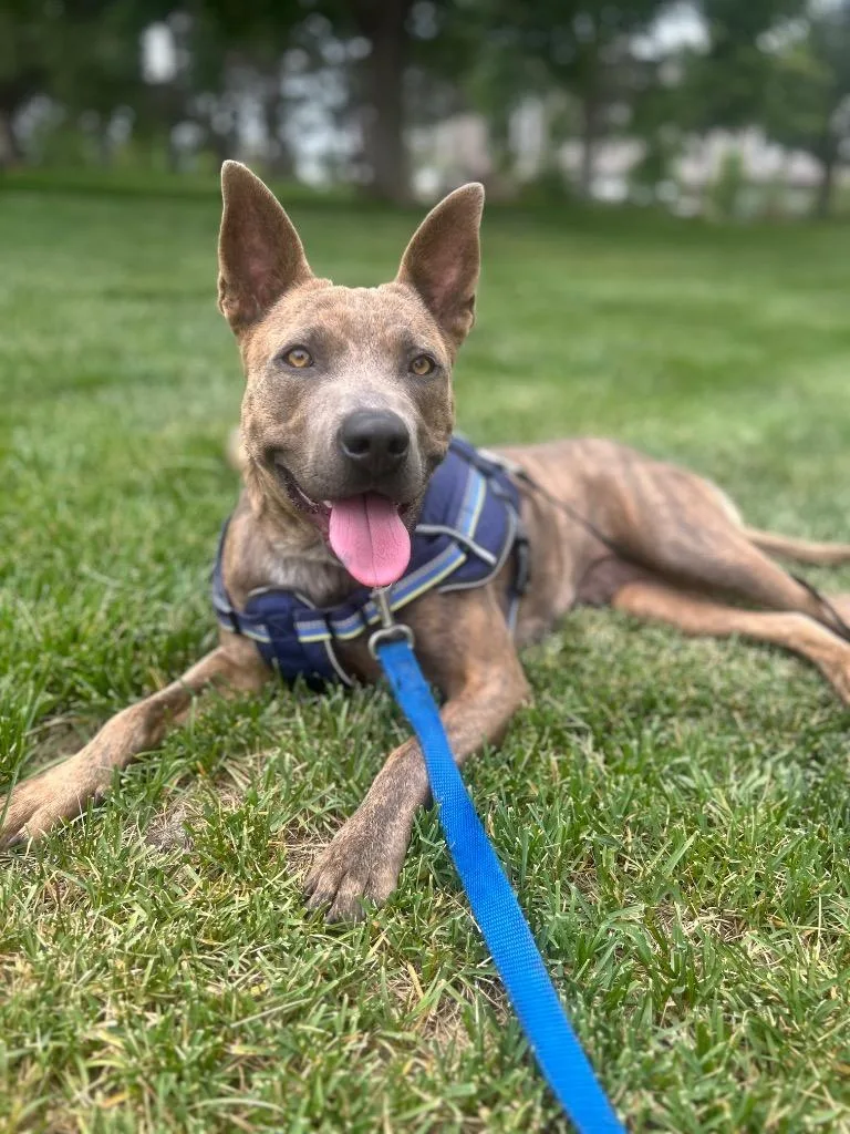An adult medium-sized female Cattle Dog dog named Sarie for adoption in Fort Lupton, CO