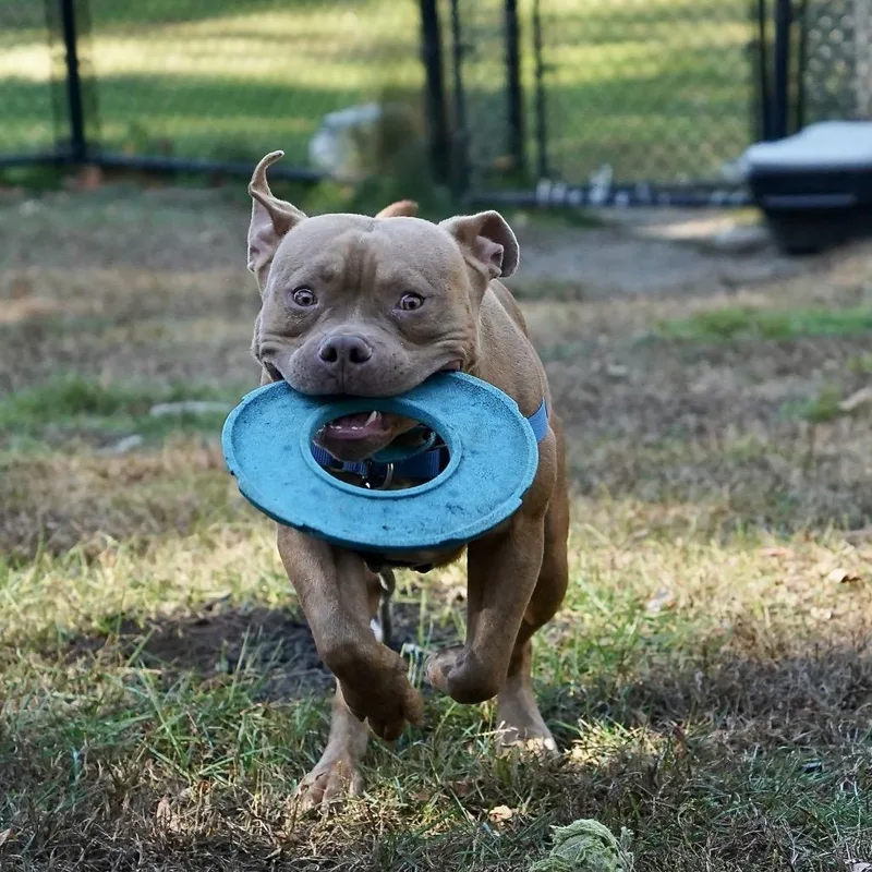 An adult medium-sized male Apricot / Beige Pit Bull Terrier dog named Teddy for adoption in Scituate, MA