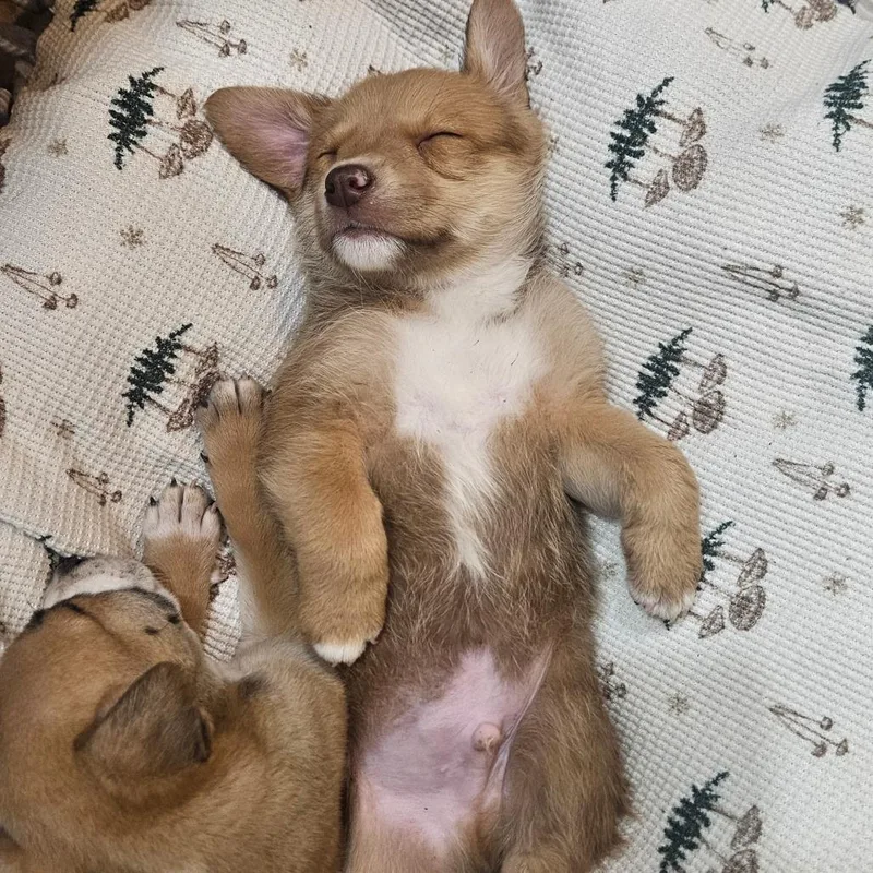 A baby small-sized male Yellow / Tan / Blond / Fawn Mixed Breed dog named Megaman for adoption in Flagstaff, AZ