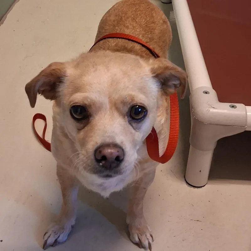 An adult small-sized female Yellow / Tan / Blond / Fawn Chihuahua dog named BHSIStray for adoption in International Falls, MN