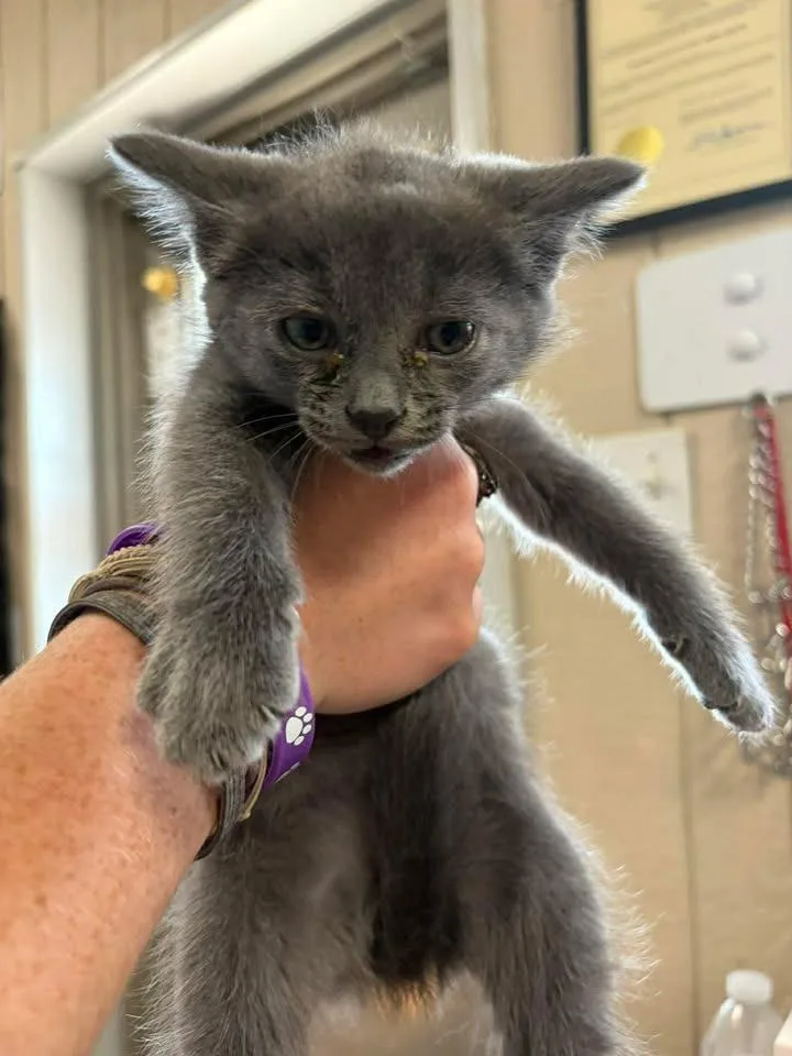 A baby small-sized male Domestic Short Hair cat named February for adoption in Greensburg, IN