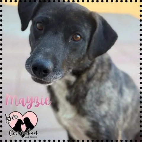 A young medium-sized female Brindle Shepherd dog named Mayzie for adoption in Gilbert, AZ