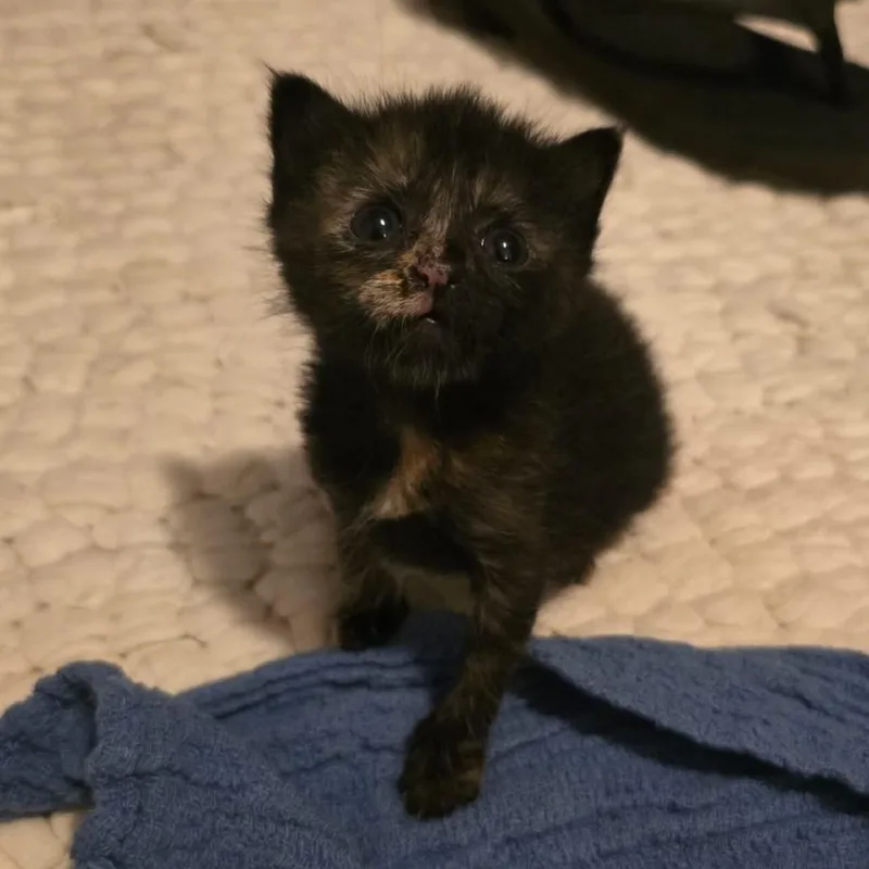 A baby small-sized female Tortoiseshell Domestic Short Hair cat named Naomi  U for adoption in Tupelo, MS