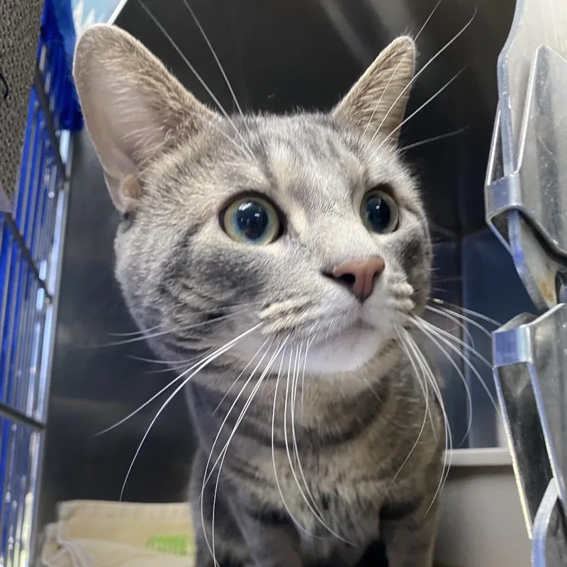 An adult medium-sized male Gray / Blue / Silver Domestic Short Hair cat named Kirby for adoption in Grand Rapids, MI