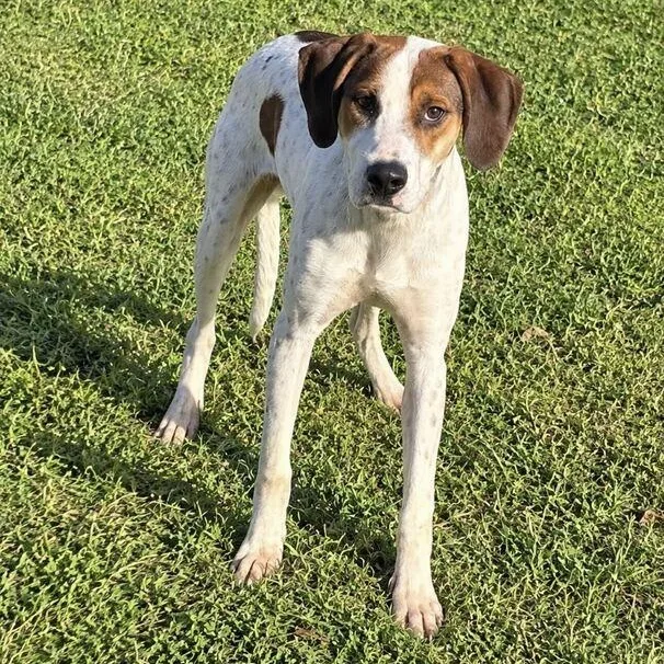 A baby large-sized male Red / Chestnut / Orange Hound dog named Bodhi for adoption in Valdosta, GA