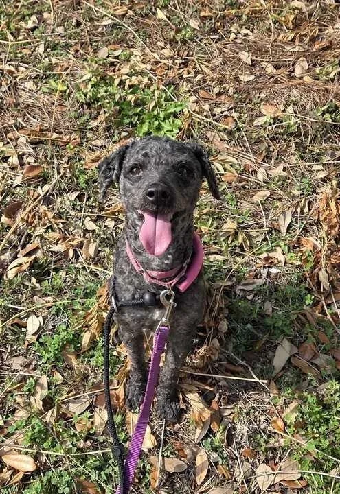 Mojo
