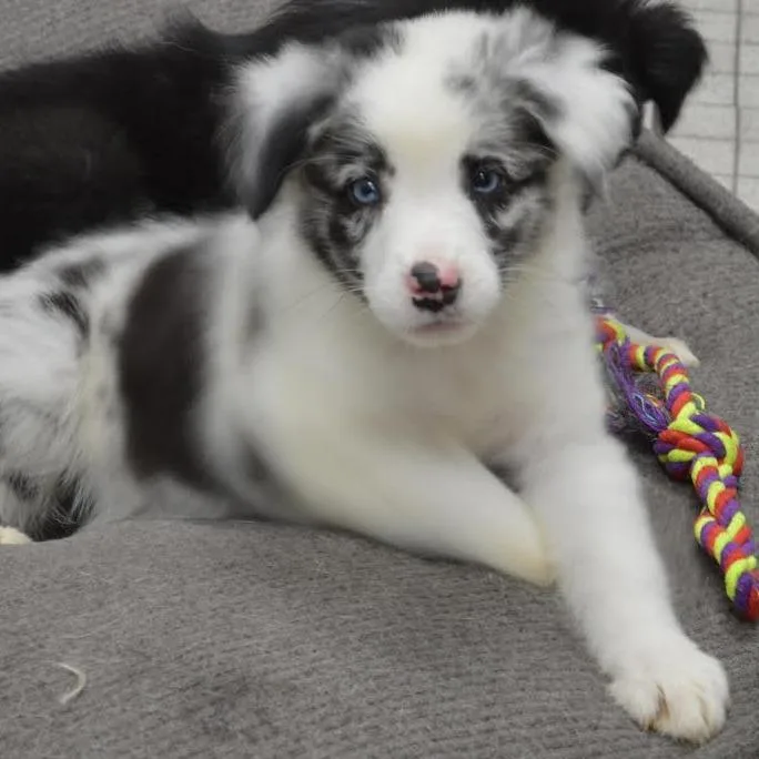 A baby small-sized male Australian Shepherd dog named Wake for adoption in Camden, DE