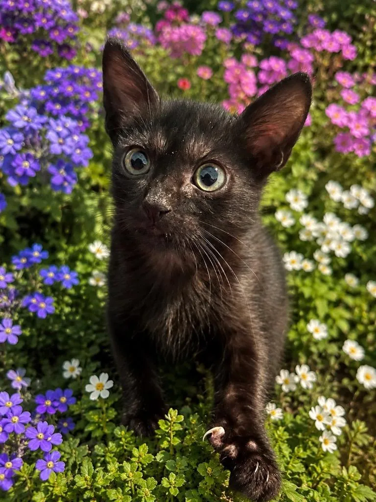 A baby medium-sized female Domestic Short Hair cat named Sela for adoption in Tampa, FL