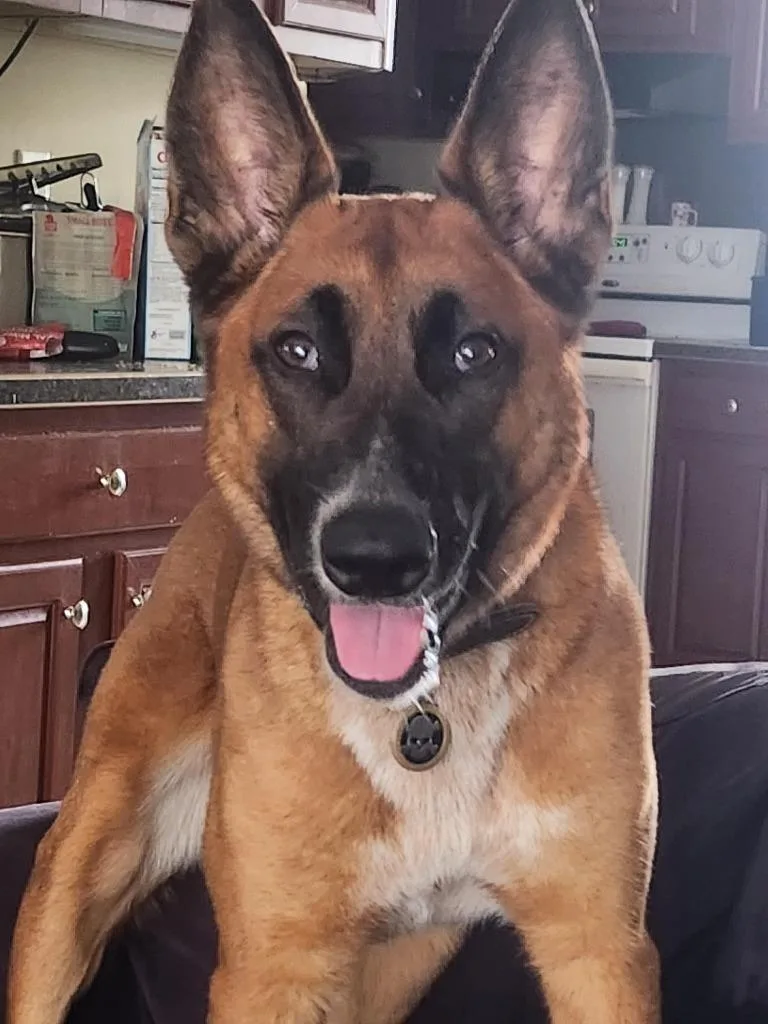 An adult medium-sized male Belgian Shepherd / Malinois dog named Ludo for adoption in Bloomington, IN