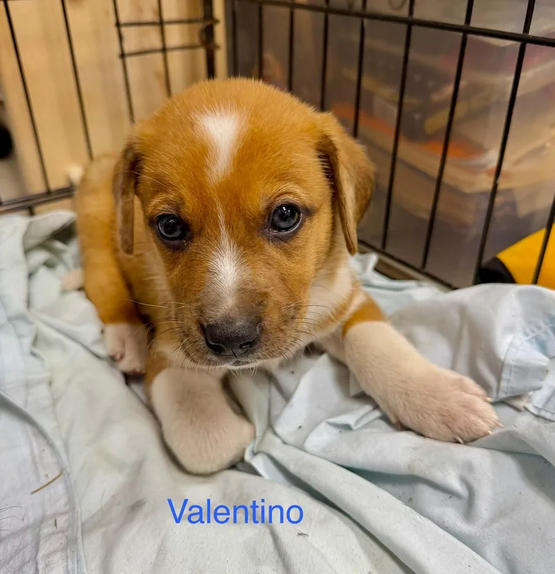 A baby large-sized male Tricolor (Brown, Black, & White) Black Mouth Cur dog named Valentino for adoption in Semmes, AL