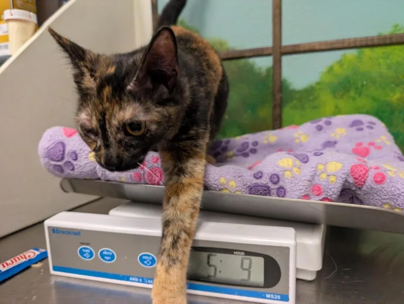 A young medium-sized female Domestic Short Hair cat named Sophie for adoption in Houston, TX