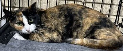 An adult medium-sized female Domestic Short Hair cat named Cali for adoption in Harlingen, TX