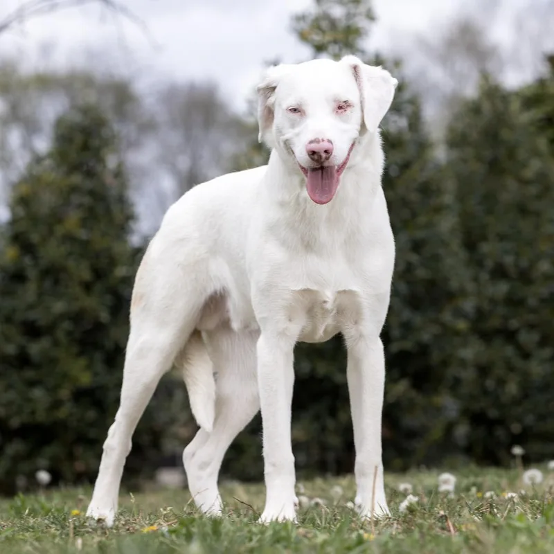 A young medium-sized male White / Cream Mixed Breed dog named Thumper for adoption in Franklin, TN