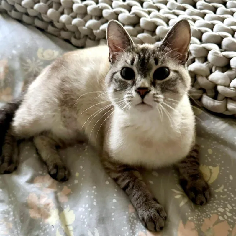 A young medium-sized female Seal Point Domestic Short Hair cat named Princess Donut for adoption in Pittsburgh, PA