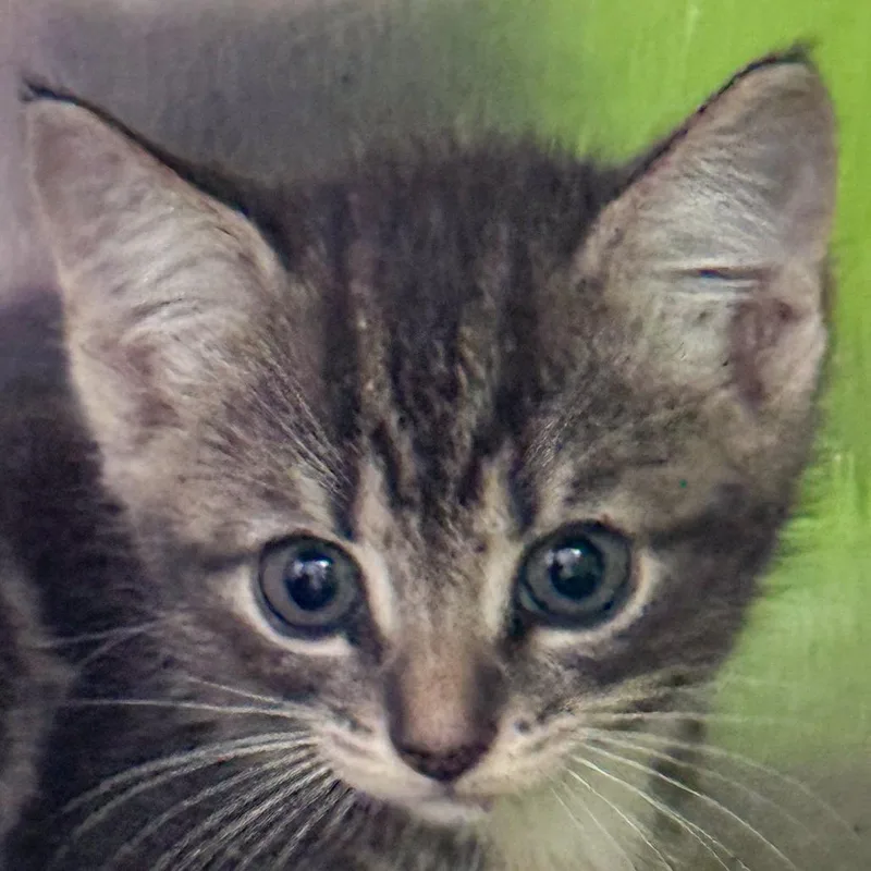 A baby small-sized female Gray / Blue / Silver Domestic Short Hair cat named Shark for adoption in Kennebunk, ME