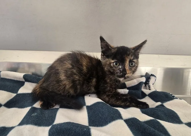 A baby small-sized female Domestic Short Hair cat named Alanis for adoption in Dickson, TN