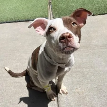A baby medium-sized female White / Cream Pit Bull Terrier dog named Poppy for adoption in Tinley Park, IL