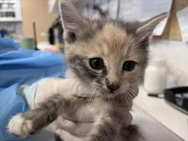 A baby small-sized female Domestic Short Hair cat named Wiggles for adoption in Santa Fe, NM