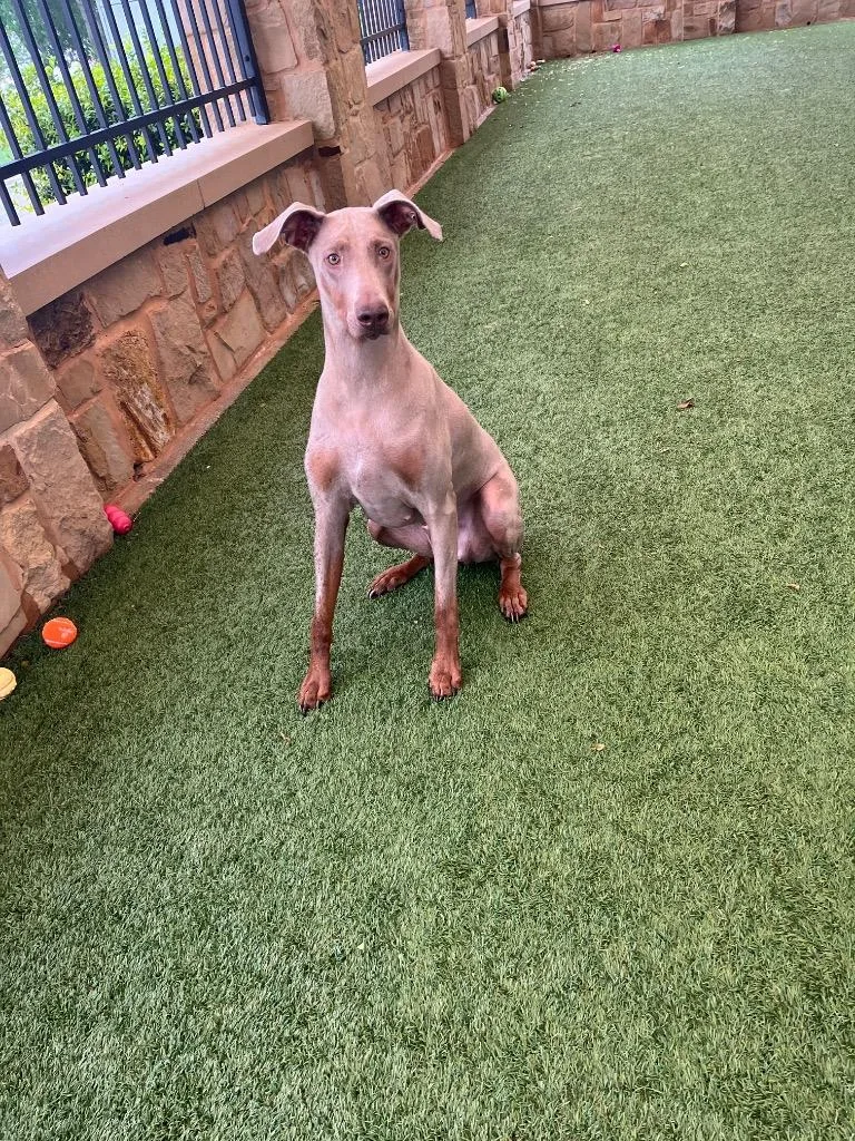 An adult large-sized female Doberman Pinscher dog named Saorise for adoption in Seguin, TX