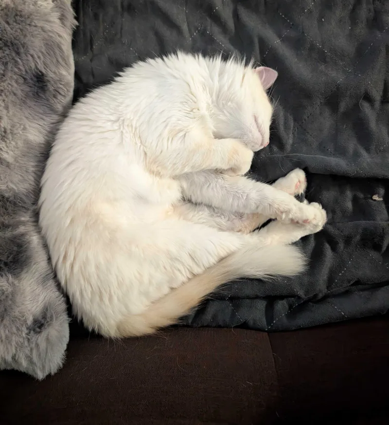 A young medium-sized female Siamese cat named Mocha for adoption in Denver, CO
