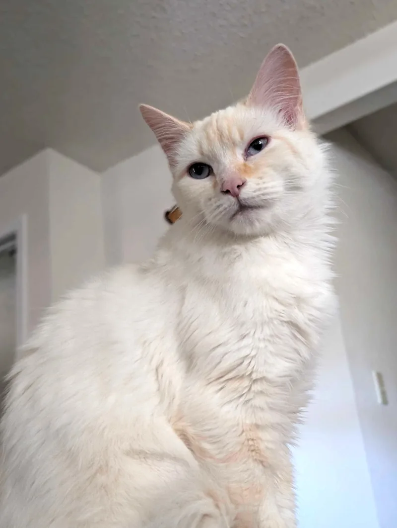 Mocha thumbnail 2