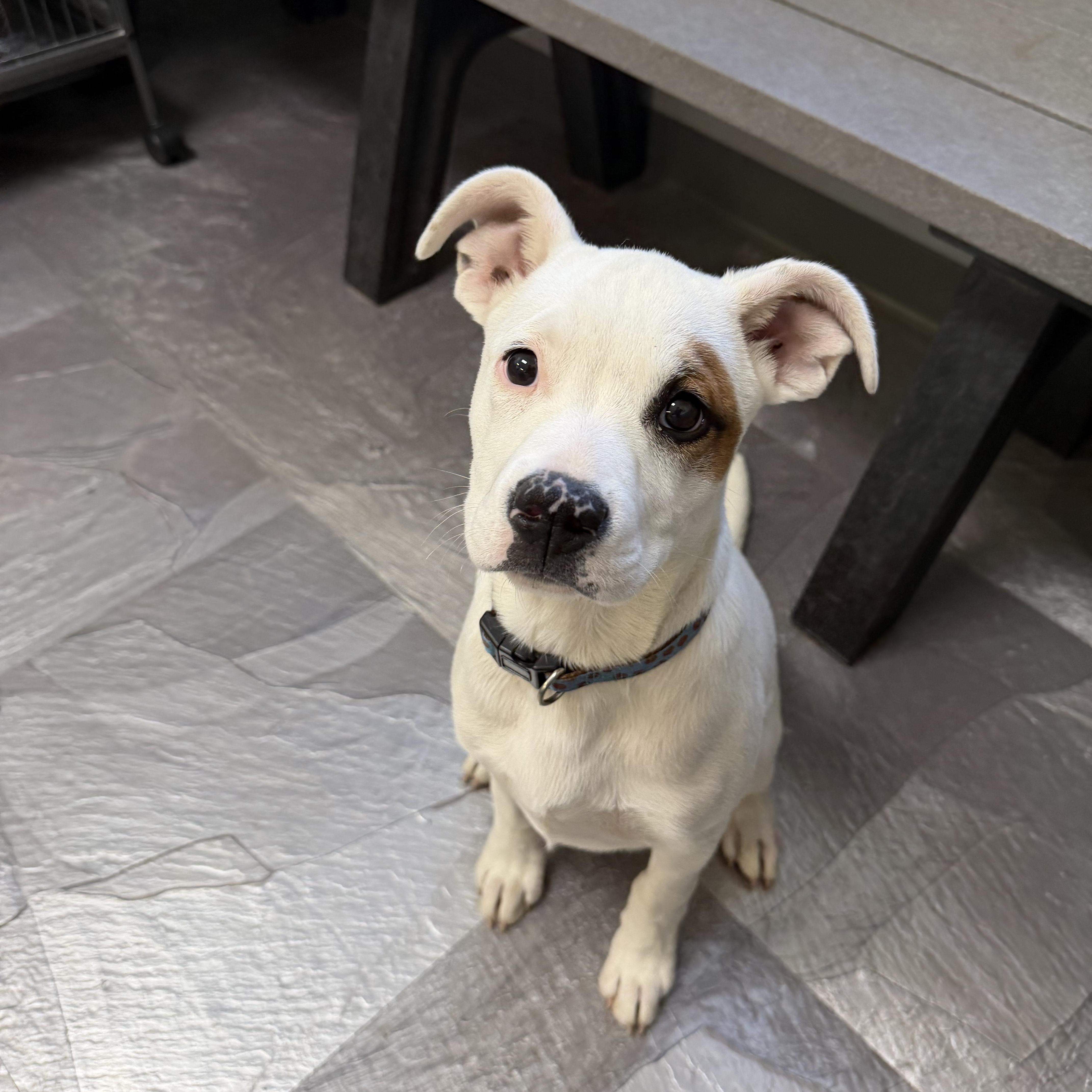 A baby medium-sized male White / Cream Mixed Breed dog named Brownie for adoption in Clinton, IL