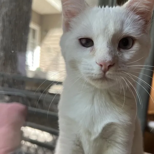 A baby small-sized male Domestic Short Hair cat named Francis for adoption in Austin, TX