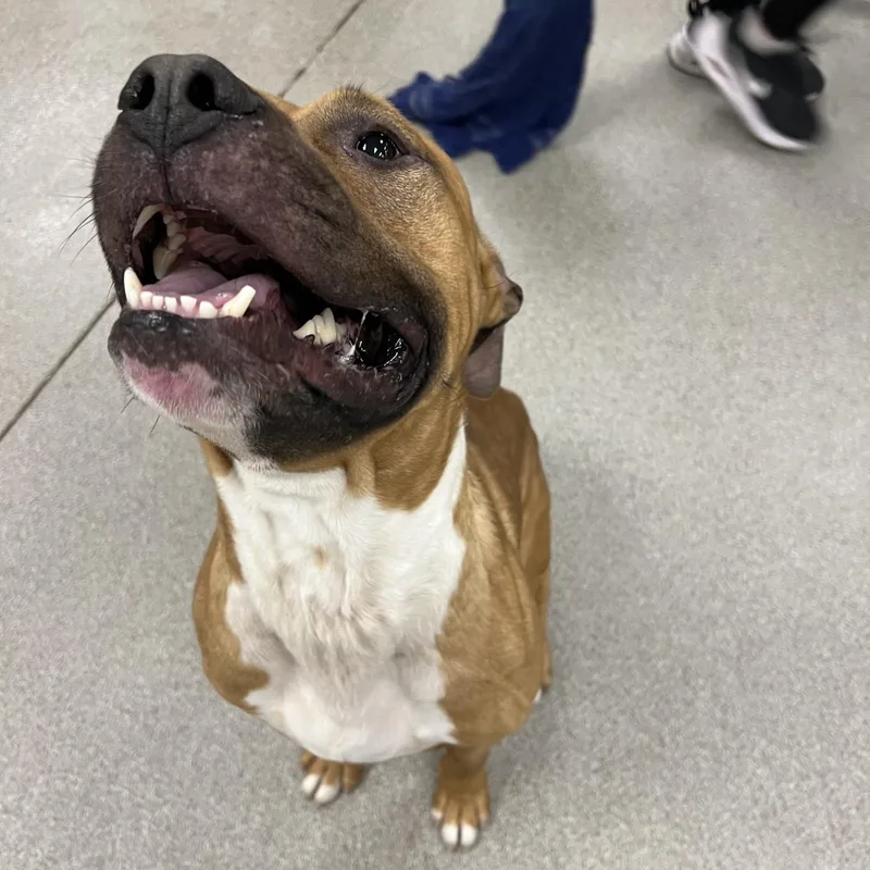 A young medium-sized male Brown / Chocolate Pit Bull Terrier dog named Kaizer for adoption in Terre Haute, IN