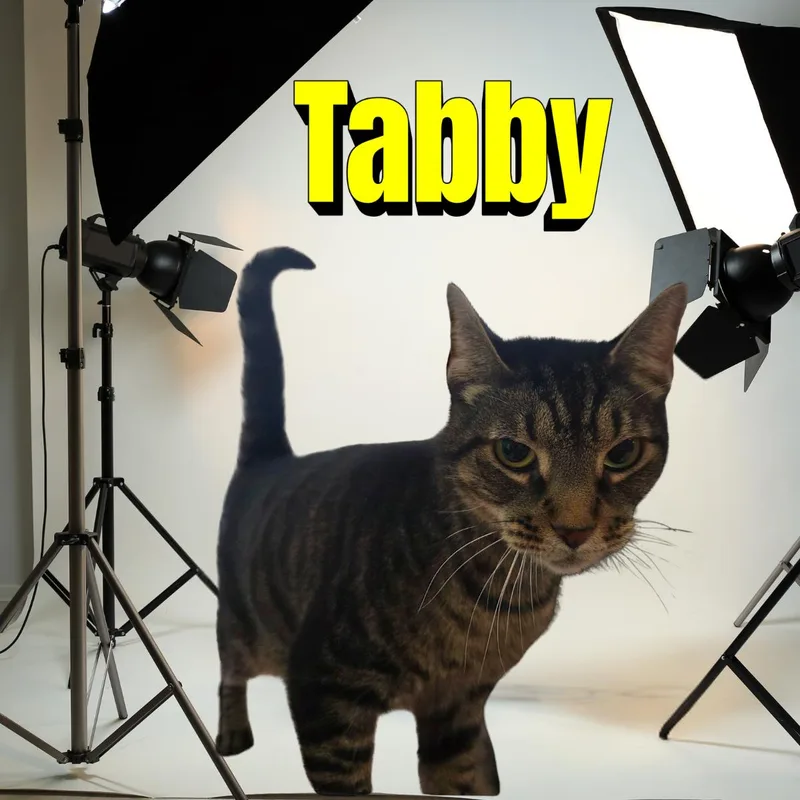 An adult large-sized male Domestic Short Hair cat named Tabby for adoption in South Padre Island, TX