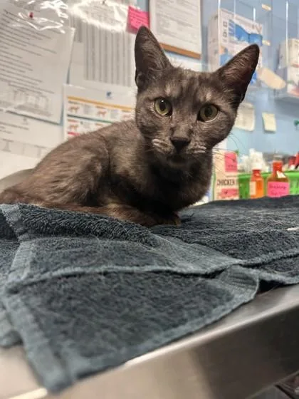 An adult small-sized female Domestic Short Hair cat named Cinder for adoption in Roseville, CA