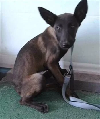 A baby medium-sized female Belgian Shepherd / Malinois dog named Gidget for adoption in Baldwin Park, CA