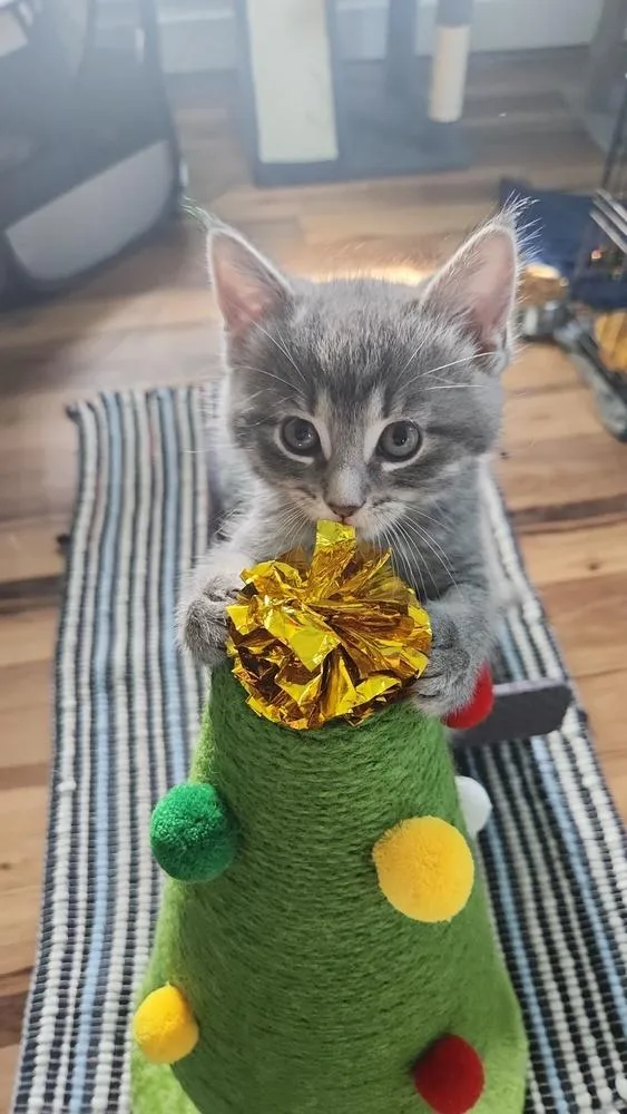 A baby small-sized female Gray / Blue / Silver Domestic Short Hair cat named Gardenia for adoption in Westfield, WI