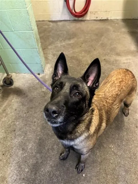 An adult large-sized male Belgian Shepherd / Malinois dog named Pretty Ricky for adoption in Sacramento, CA