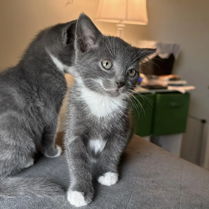 A baby small-sized female Gray / Blue / Silver Domestic Short Hair cat named Vivi for adoption in Lexington, KY