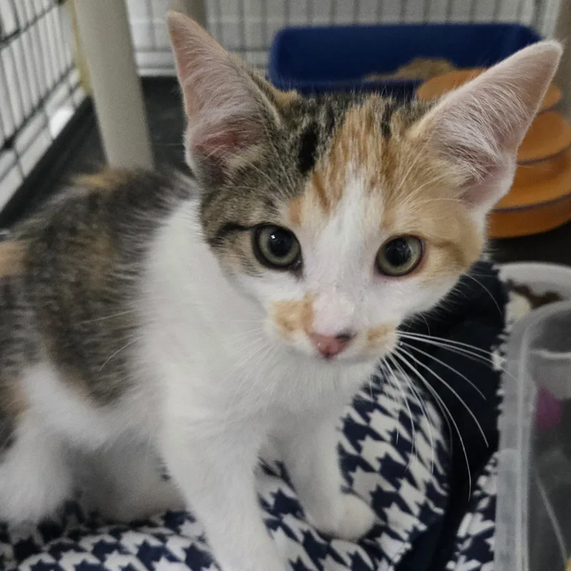 A baby small-sized female Dilute Calico Domestic Short Hair cat named Monica for adoption in Grand Rapids, MI