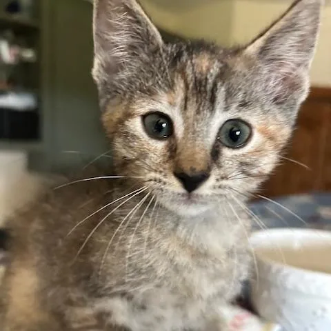 A baby small-sized female Gray / Blue / Silver Domestic Short Hair cat named Jilly for adoption in Bastrop, TX