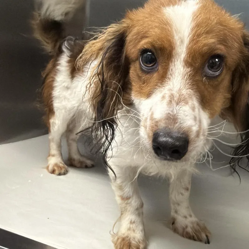 An adult small-sized male Cavalier King Charles Spaniel dog named Wiley A for adoption in Mission Hills, CA